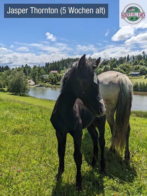 Badger's Hill Jasper Thornton - Connemara Hengstfohlen 2024, Connemara Gestüt Badger’s Hill Ranch, Horses For Sale, Dachsberg, Image 16