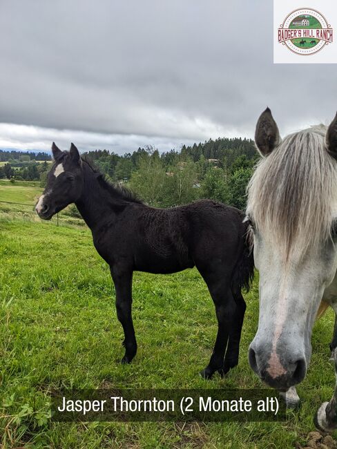 Badger's Hill Jasper Thornton - Connemara Hengstfohlen 2024, Connemara Gestüt Badger’s Hill Ranch, Horses For Sale, Dachsberg, Image 3