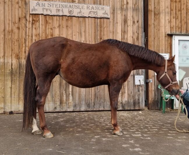 Tragende Born To Be Blazing Tochter, Kerstin Rehbehn (Pferdemarketing Ost), Horses For Sale, Nienburg