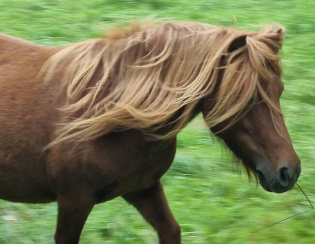 Top Zuchtstute Original Shetland, Nadine  (Shettyzucht Frechdachs ), Horses For Sale, Heringen, Image 6