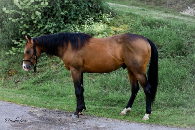 Top Nachwuchs von Late Night Stopper, Kerstin Rehbehn (Pferdemarketing Ost), Horses For Sale, Nienburg, Image 2