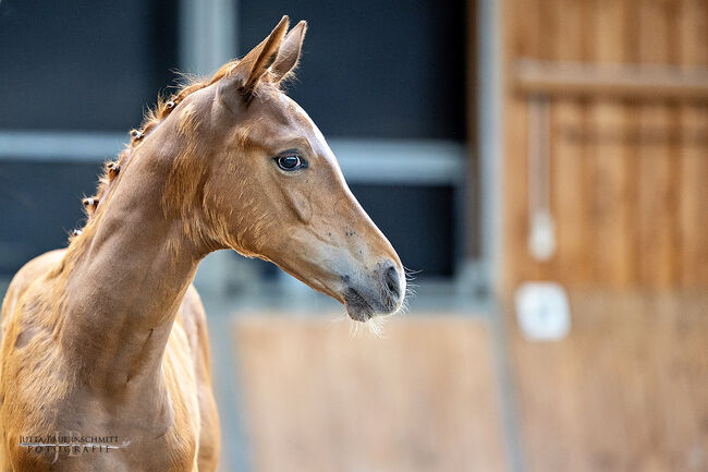 Bestes Halbblut Fohlen, Svea Beckedorf, Horses For Sale, Rüsselsheim