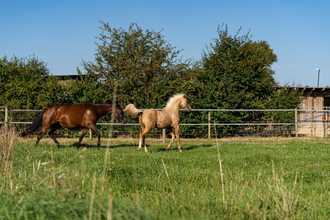 Top Quarter Horse Jährling von Sharp Dressed Shiner, Kerstin Rehbehn (Pferdemarketing Ost), Horses For Sale, Nienburg, Image 5