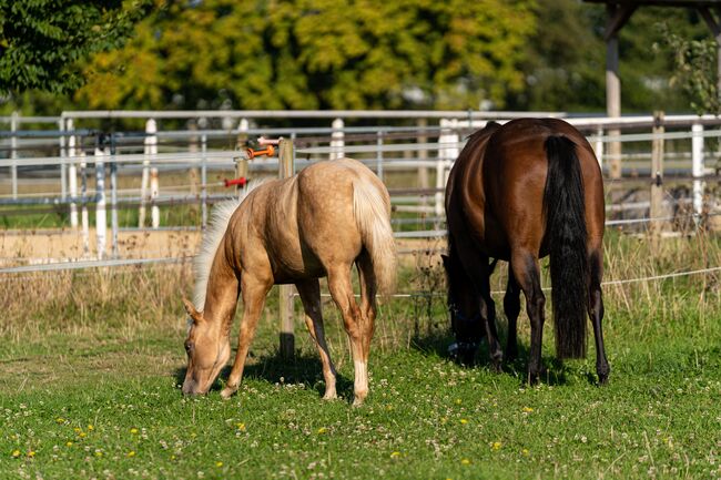 Top Quarter Horse Jährling von Sharp Dressed Shiner, Kerstin Rehbehn (Pferdemarketing Ost), Horses For Sale, Nienburg, Image 9
