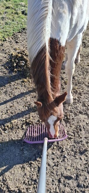 Best Spook Sohn in toller Farbe, Kerstin Rehbehn (Pferdemarketing Ost), Horses For Sale, Nienburg, Image 2