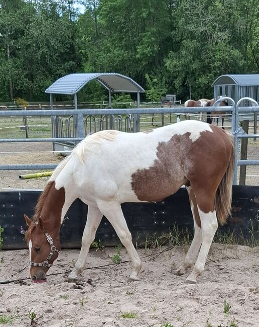 Best Spook Sohn in toller Farbe, Kerstin Rehbehn (Pferdemarketing Ost), Horses For Sale, Nienburg