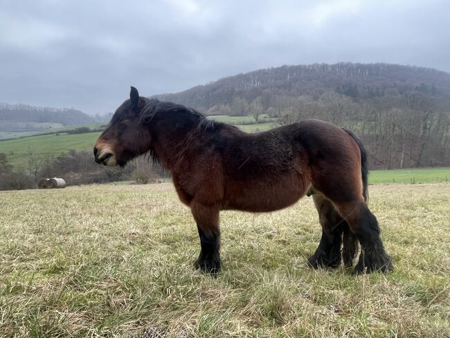 Bagira, liebe Ardennerstute, Annick, Horses For Sale, Diekirch