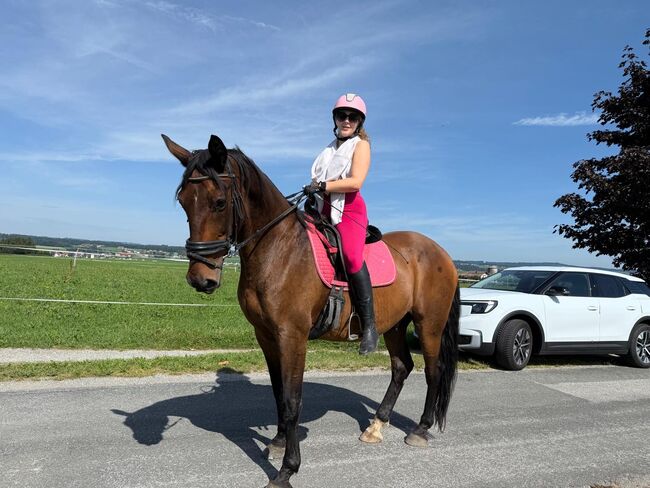 Bairisches Warmblut, Silvia, Pferd kaufen, Salzburg 