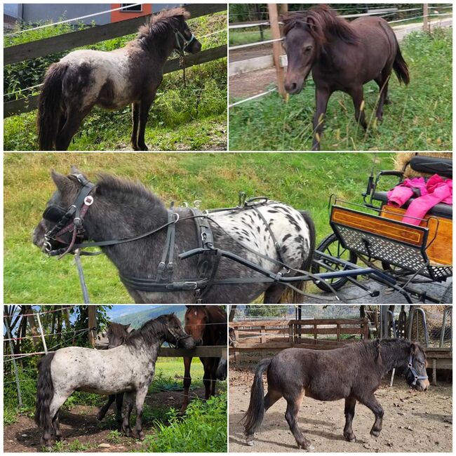 Märchenponys, P.a., Konie na sprzedaż, Bruck an der Mur , Image 2