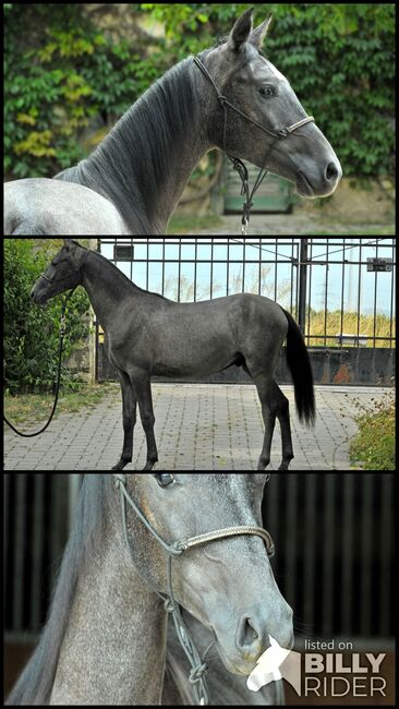 Ausgeglichener Ruhiger Hengst, Elisabeth Kögl, Horses For Sale, Bruck/Leitha, Image 4