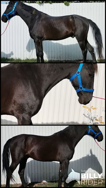 🖤Balck Jack 🖤Neues zu Hause such, Nagy Horses , Pferd kaufen, Mezőberény , Abbildung 4