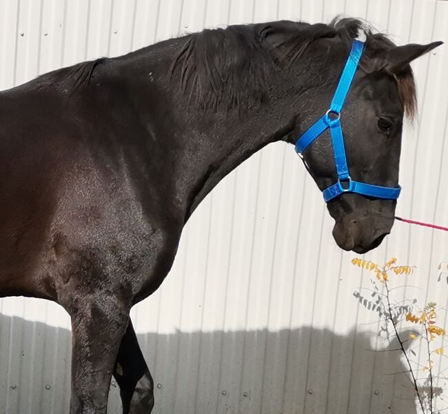 🖤Balck Jack 🖤Neues zu Hause such, Nagy Horses , Pferd kaufen, Mezőberény , Abbildung 3