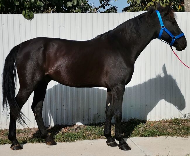 🖤Balck Jack 🖤Neues zu Hause such, Nagy Horses , Horses For Sale, Mezőberény , Image 2