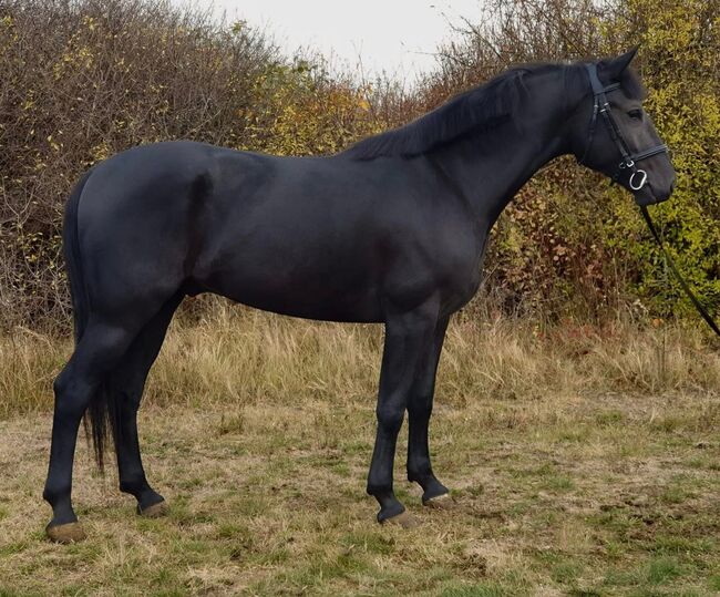 Bálvány – Reliable, Kind & Versatile Hungarian Sport Horse, Joe, Horses For Sale, Kismarja