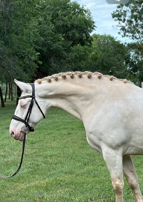 Barby Pferd, Annette, Horses For Sale, Prinzersdorf, Image 2