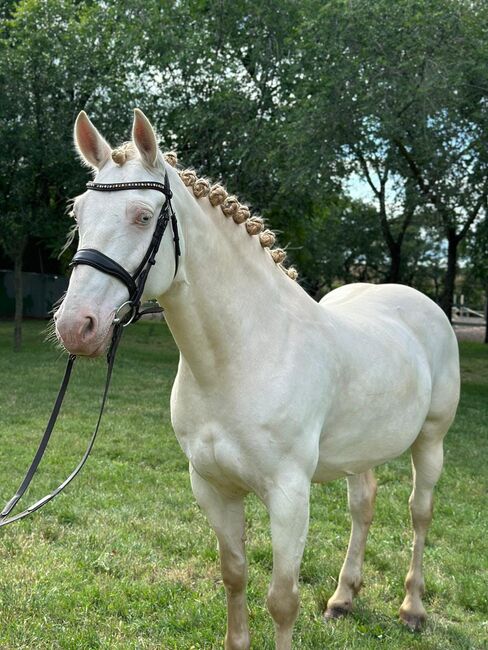 Barby Pferd, Annette, Horses For Sale, Prinzersdorf