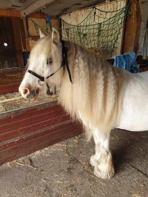 Barbiepony, minitinker, beisteller, Einfach ich, Horses For Sale, Weener, Image 3