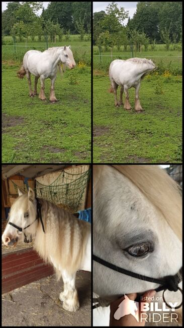 Barbiepony, minitinker, beisteller, Einfach ich, Horses For Sale, Weener, Image 10