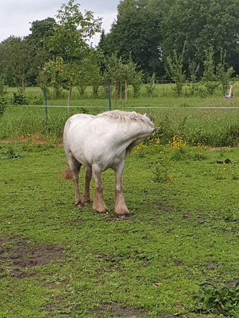 Barbiepony, minitinker, beisteller, Einfach ich, Horses For Sale, Weener, Image 2