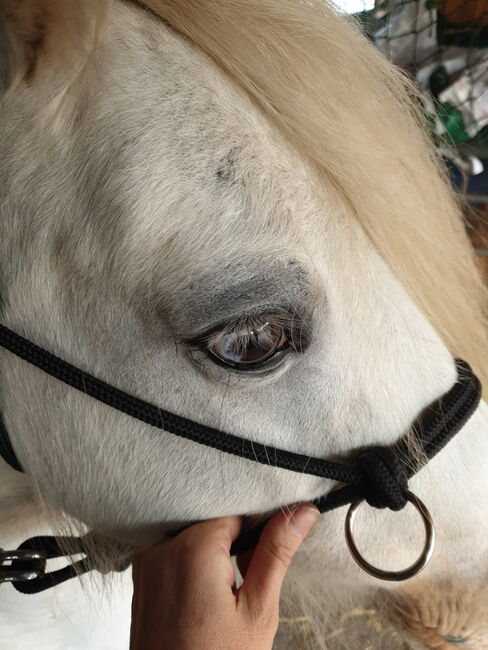 Barbiepony, minitinker, beisteller, Einfach ich, Horses For Sale, Weener, Image 4