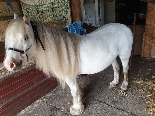 Barbiepony, minitinker, beisteller, Einfach ich, Horses For Sale, Weener, Image 5