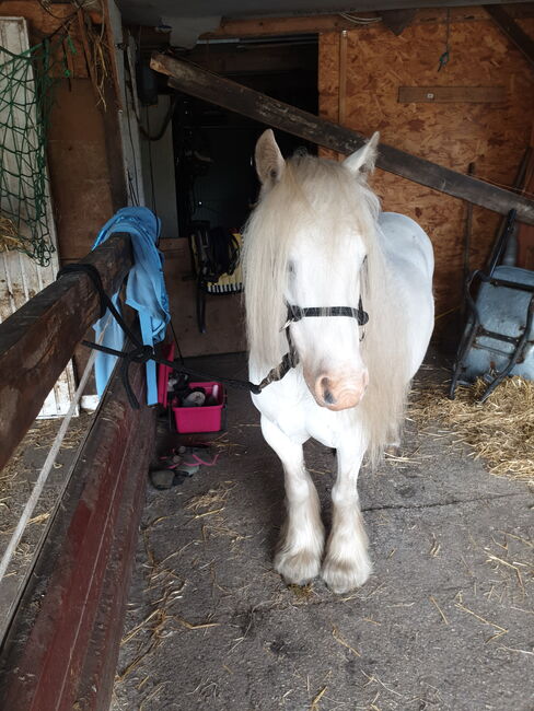 Barbiepony, minitinker, beisteller, Einfach ich, Horses For Sale, Weener, Image 6