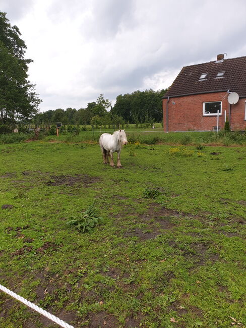 Barbiepony, minitinker, beisteller, Einfach ich, Horses For Sale, Weener, Image 7