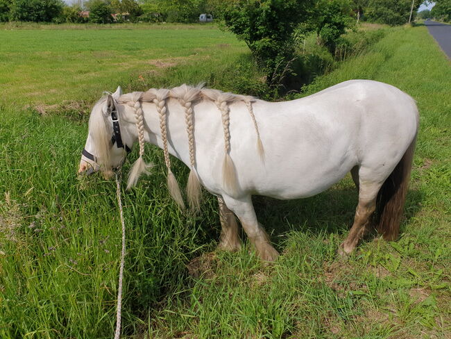 Barbiepony, minitinker, beisteller, Einfach ich, Horses For Sale, Weener, Image 8