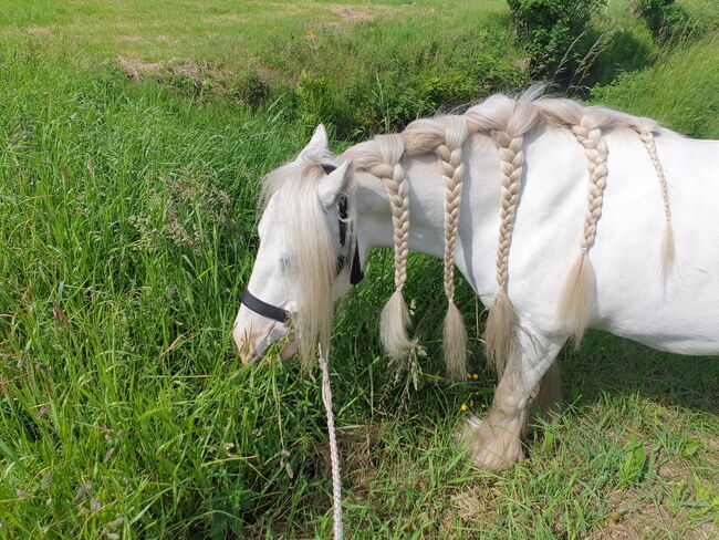 Barbiepony, minitinker, beisteller, Einfach ich, Horses For Sale, Weener, Image 9