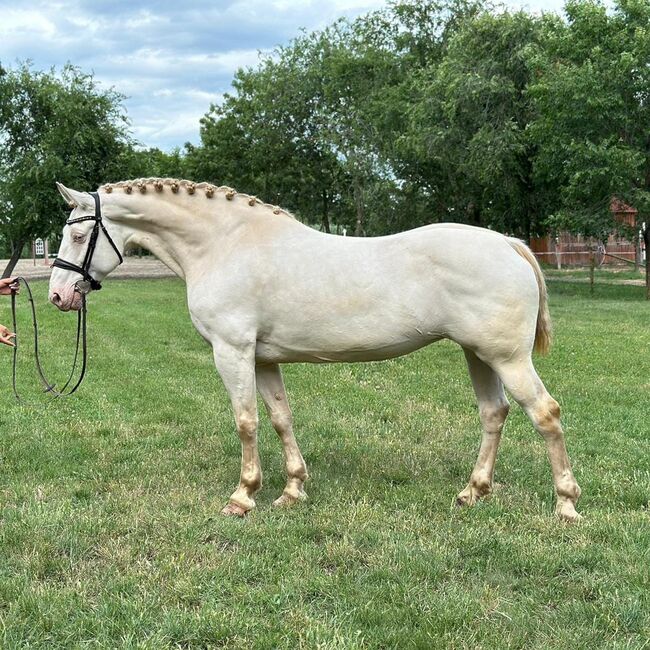 Barby Pferd, Annette, Horses For Sale, Prinzersdorf, Image 3