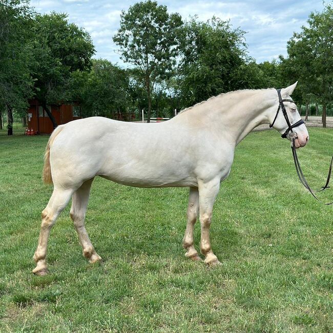 Barby Pferd, Annette, Horses For Sale, Prinzersdorf, Image 4