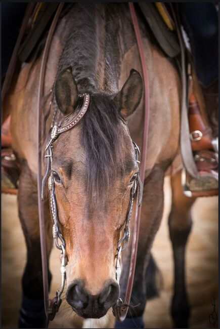 sehr feine und brave Quarter Horse Stute, Kerstin Rehbehn (Pferdemarketing Ost), Konie na sprzedaż, Nienburg, Image 2