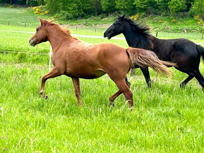 Sehr gut entwickelte, absolut liebe Quarter Horse Stute, Kerstin Rehbehn (Pferdemarketing Ost), Konie na sprzedaż, Nienburg, Image 3