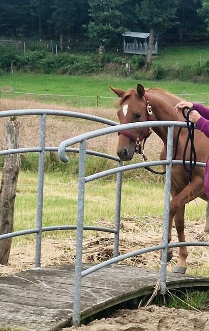 Sehr gut entwickelte, absolut liebe Quarter Horse Stute, Kerstin Rehbehn (Pferdemarketing Ost), Konie na sprzedaż, Nienburg, Image 10