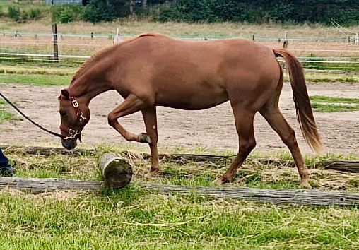 Sehr gut entwickelte, absolut liebe Quarter Horse Stute, Kerstin Rehbehn (Pferdemarketing Ost), Konie na sprzedaż, Nienburg, Image 5