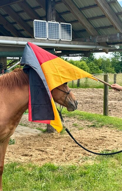 Sehr gut entwickelte, absolut liebe Quarter Horse Stute, Kerstin Rehbehn (Pferdemarketing Ost), Konie na sprzedaż, Nienburg, Image 4