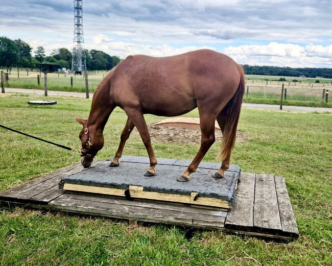 Sehr gut entwickelte, absolut liebe Quarter Horse Stute, Kerstin Rehbehn (Pferdemarketing Ost), Konie na sprzedaż, Nienburg, Image 8