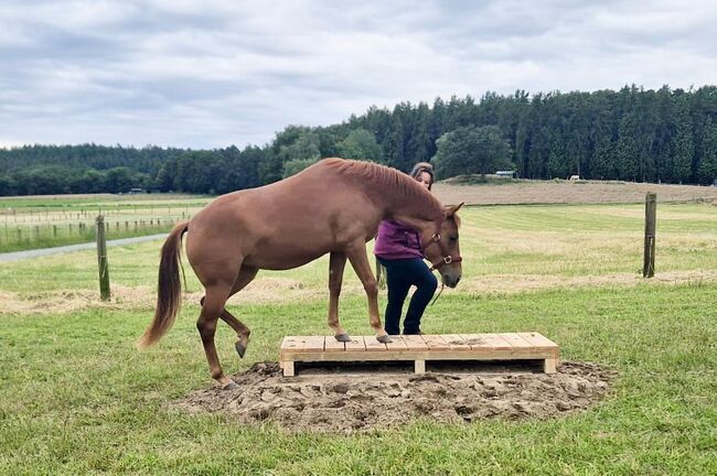 Sehr gut entwickelte, absolut liebe Quarter Horse Stute, Kerstin Rehbehn (Pferdemarketing Ost), Konie na sprzedaż, Nienburg, Image 7