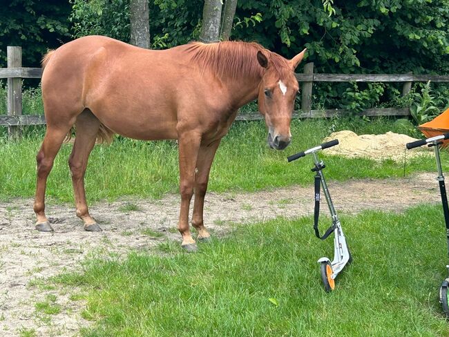 Sehr gut entwickelte, absolut liebe Quarter Horse Stute, Kerstin Rehbehn (Pferdemarketing Ost), Konie na sprzedaż, Nienburg, Image 6