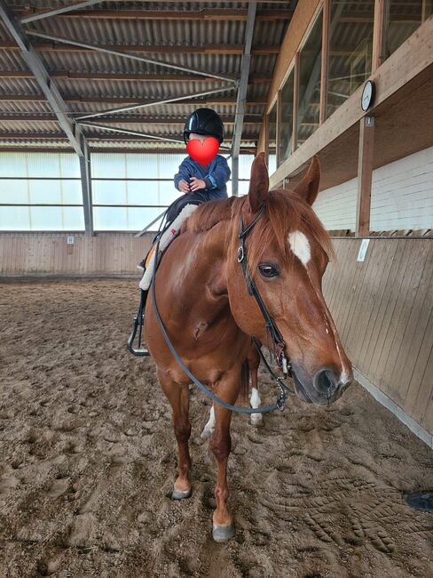 Sehr brave, gut gerittene Quarter Horse Stute von Imagimotion, Kerstin Rehbehn (Pferdemarketing Ost), Konie na sprzedaż, Nienburg, Image 5