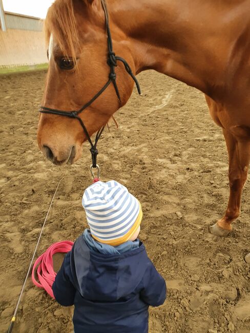 Sehr brave, gut gerittene Quarter Horse Stute von Imagimotion, Kerstin Rehbehn (Pferdemarketing Ost), Konie na sprzedaż, Nienburg, Image 6