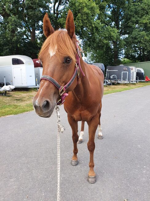 Sehr brave, gut gerittene Quarter Horse Stute von Imagimotion, Kerstin Rehbehn (Pferdemarketing Ost), Konie na sprzedaż, Nienburg, Image 7