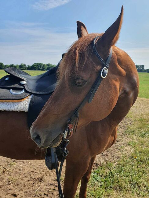 Sehr brave, gut gerittene Quarter Horse Stute von Imagimotion, Kerstin Rehbehn (Pferdemarketing Ost), Konie na sprzedaż, Nienburg, Image 8