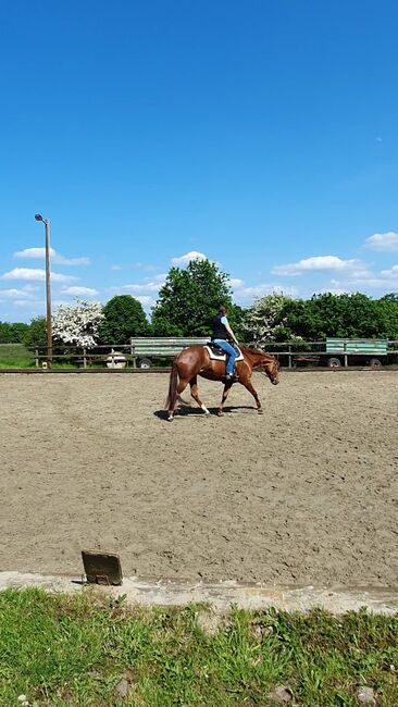 Sehr brave, gut gerittene Quarter Horse Stute von Imagimotion, Kerstin Rehbehn (Pferdemarketing Ost), Konie na sprzedaż, Nienburg, Image 10