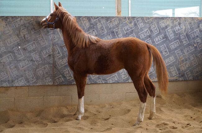 Super braver, doppelt registrierter Quarter Horse/Paint Horse Jährling, Kerstin Rehbehn (Pferdemarketing Ost), Konie na sprzedaż, Nienburg, Image 2