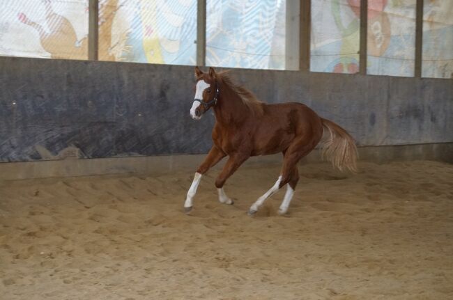 Super braver, doppelt registrierter Quarter Horse/Paint Horse Jährling, Kerstin Rehbehn (Pferdemarketing Ost), Konie na sprzedaż, Nienburg, Image 3