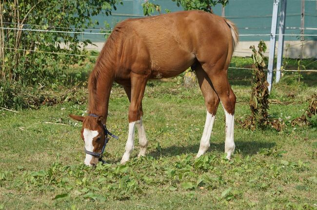 Super braver, doppelt registrierter Quarter Horse/Paint Horse Jährling, Kerstin Rehbehn (Pferdemarketing Ost), Konie na sprzedaż, Nienburg, Image 7