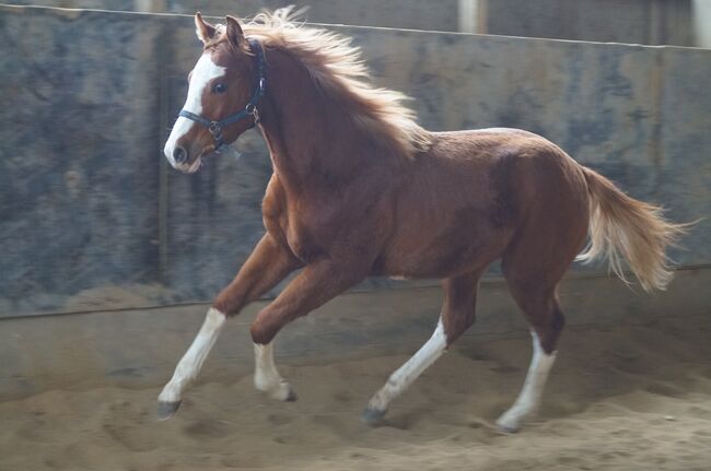 Super braver, doppelt registrierter Quarter Horse/Paint Horse Jährling, Kerstin Rehbehn (Pferdemarketing Ost), Konie na sprzedaż, Nienburg, Image 5