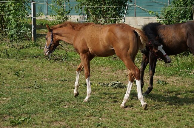 Super braver, doppelt registrierter Quarter Horse/Paint Horse Jährling, Kerstin Rehbehn (Pferdemarketing Ost), Konie na sprzedaż, Nienburg, Image 8