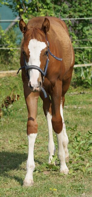 Super braver, doppelt registrierter Quarter Horse/Paint Horse Jährling, Kerstin Rehbehn (Pferdemarketing Ost), Konie na sprzedaż, Nienburg, Image 9